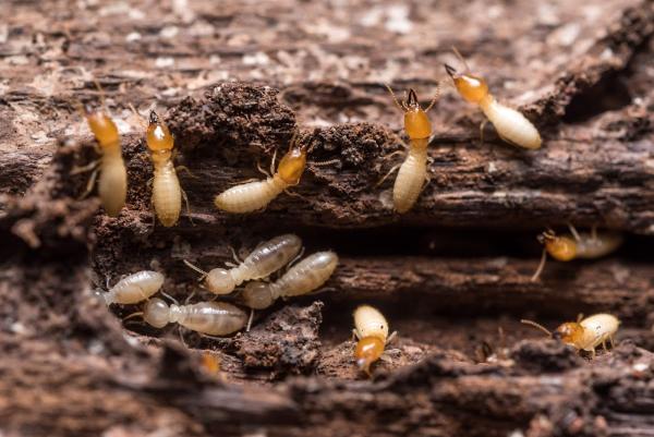 Jay's Pest Control Solutions