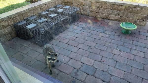 Advanced Wildlife Trappers