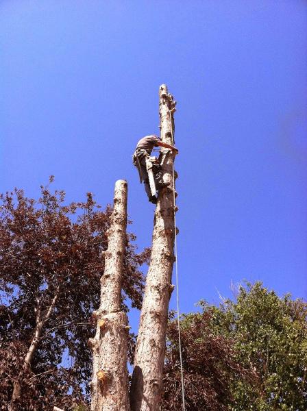 Moody's Tree Services