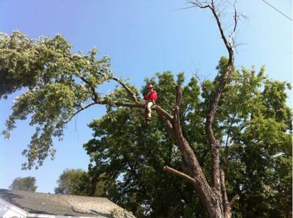 Jake's Top Notch Tree Service LLC