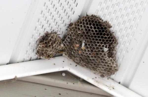 Precision Pest Solutions