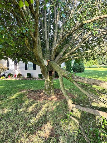 BG Tree Man LLC