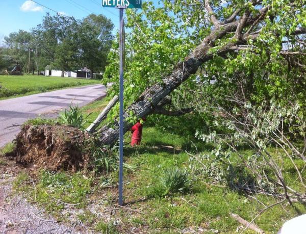 BG Tree Man LLC