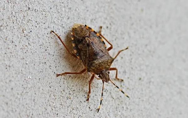 Miche Pest Control