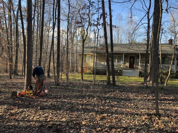 Timber Loving Care Tree Service