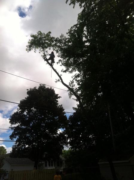 Maplewood Tree Care & Landscape Inc.