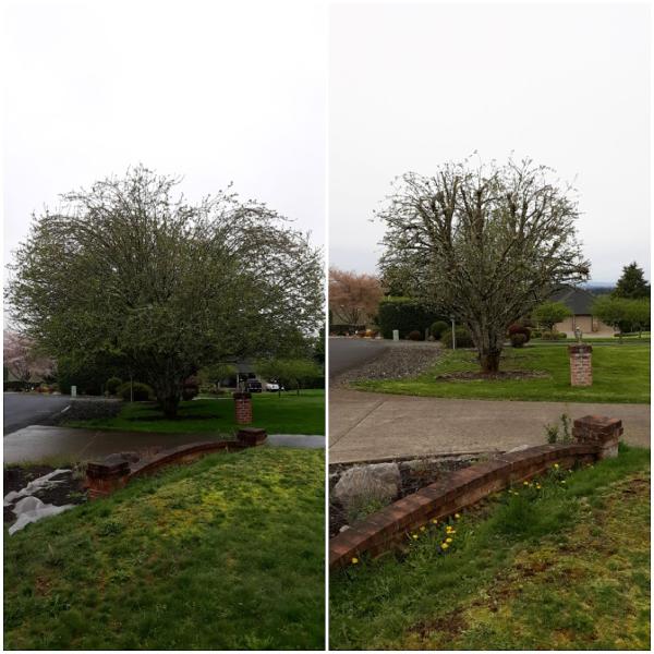 Arbor City Tree Care