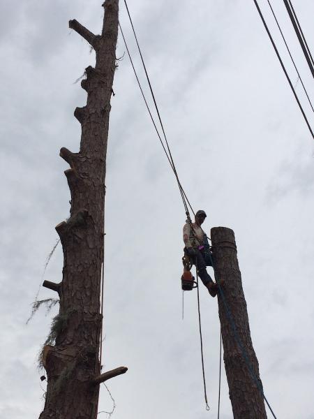 Karney Tree Service