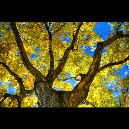 Arbor Design Tree Service