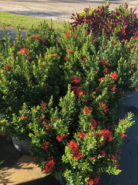 MIC Smith Landscaping