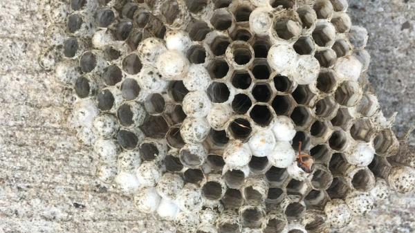 Queens NY Spider Centipede Cricket Flies Bees Flea Pest Control