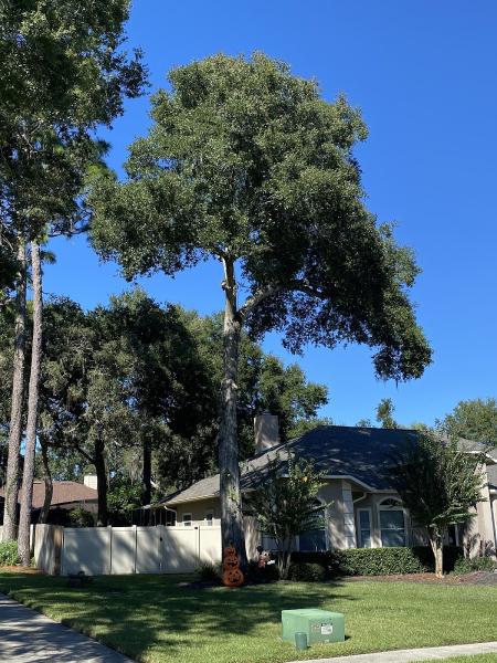 God's Country Tree Service