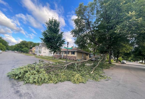 Tree Removal Today