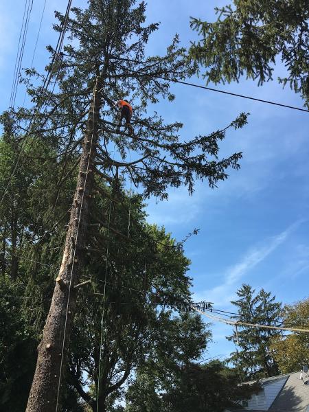 RED OAK Tree Service