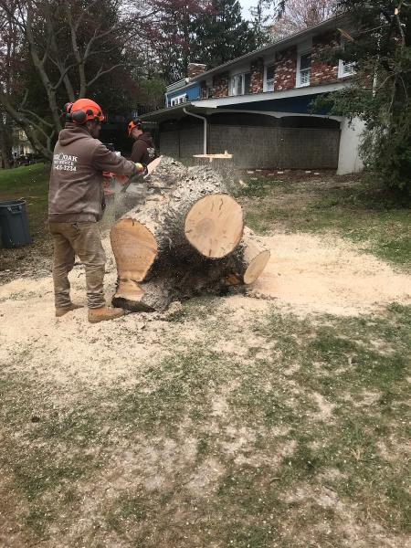 RED OAK Tree Service