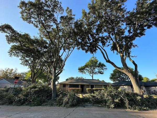 Evergreen Tree Service