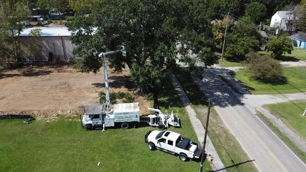 Evergreen Tree Service