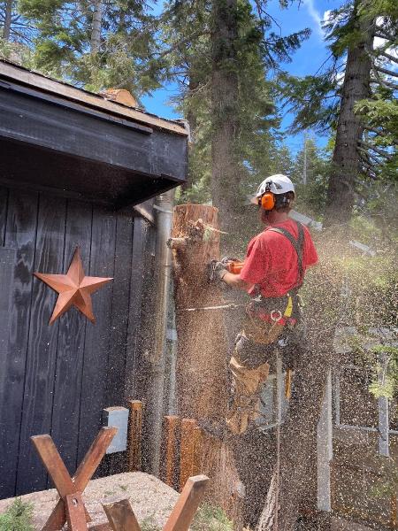 Mendenhall Tree Service