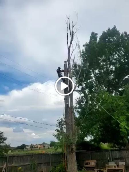 High Tie Tree Service