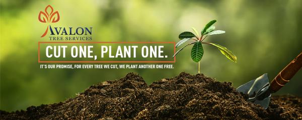Avalon Tree Services Llc.