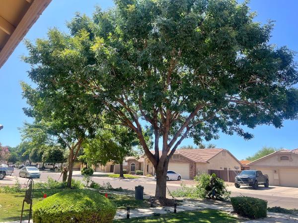 Top Leaf Tree Service