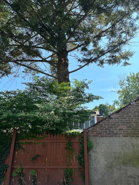 Albany Tree & Property Service