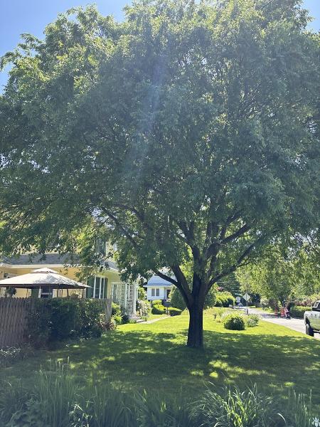 Albany Tree & Property Service