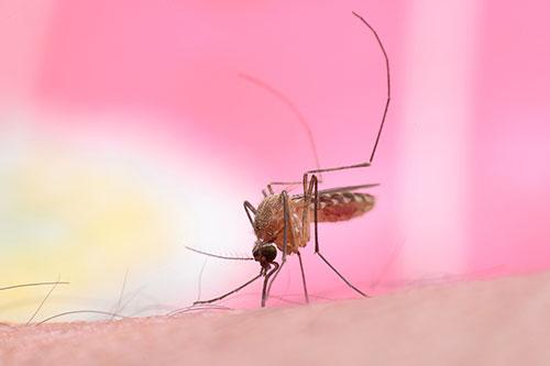 Green Defense Pest Control