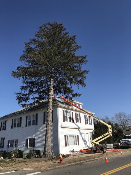 Forever Tree Care