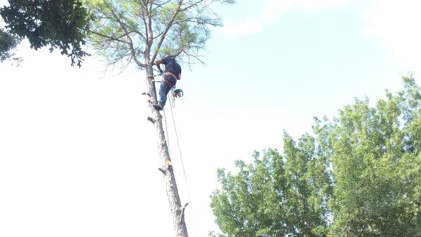 R&A Lawn & Tree Service