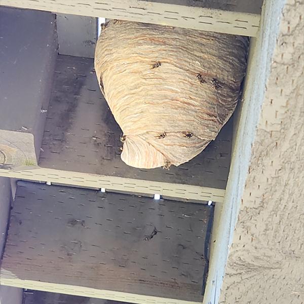 Northwest Termite & Pest Control
