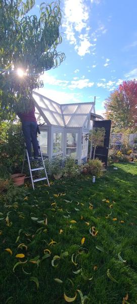 Action Window Cleaning