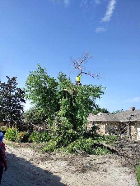 U.S. Tree Care Service Carrollton