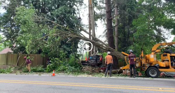 Pacific Arboriculture