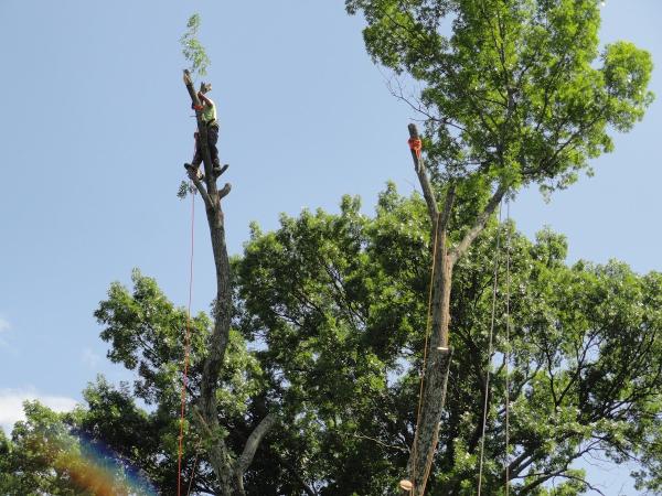 Kailys Tree Services