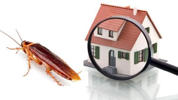 True Pest Control