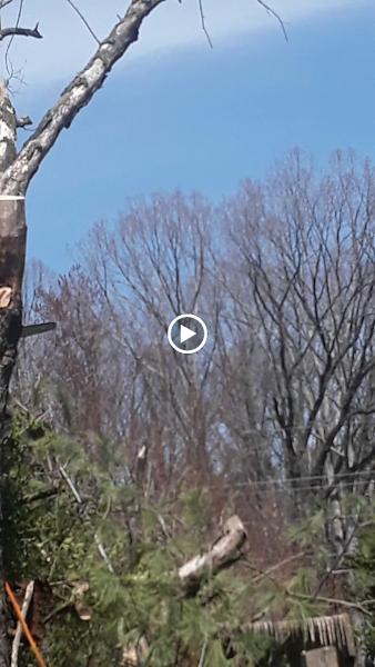 H&C Tree Service