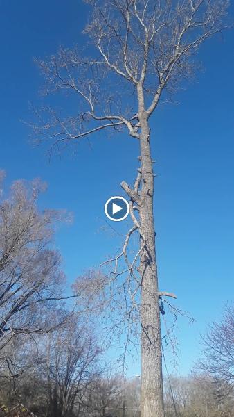 H&C Tree Service