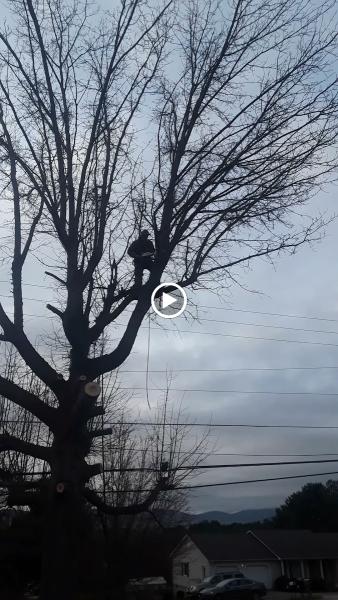 H&C Tree Service