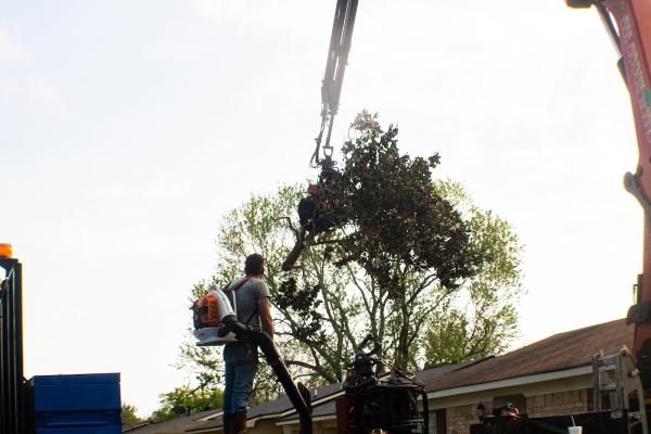 All About Trees