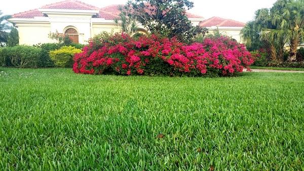 Cgreen Landscaping