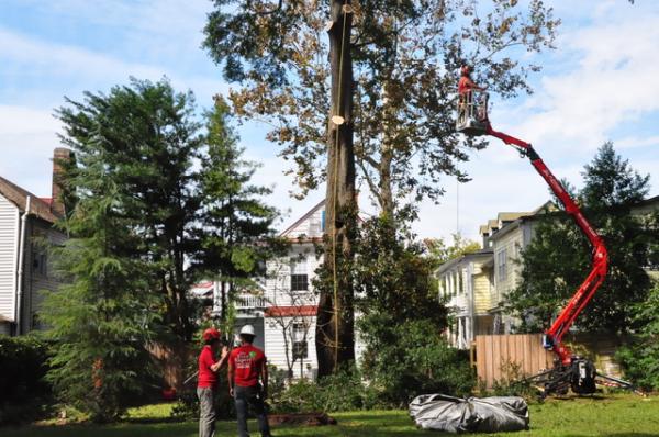 The Tree Expert