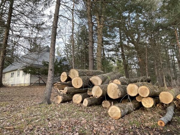 Monster Tree Service