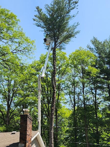 Monster Tree Service