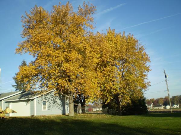 My Backyard Tree Service