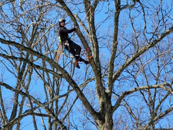 Arborist Solutions