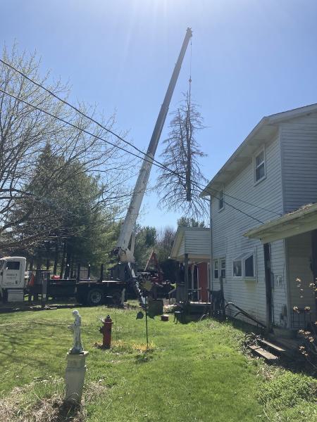 Safe Tech Tree Service