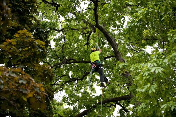 Arbor Care