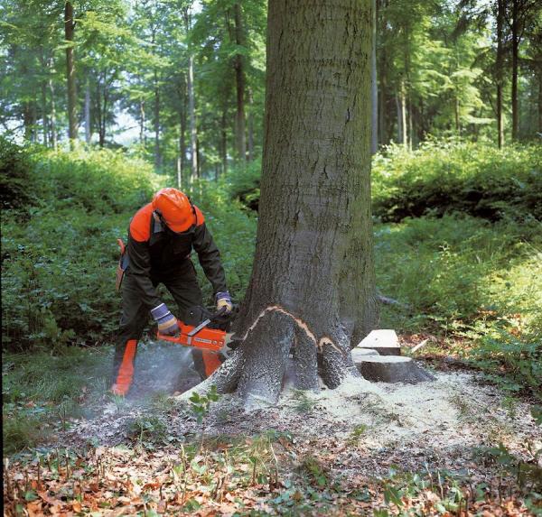 Asheville Tree Service