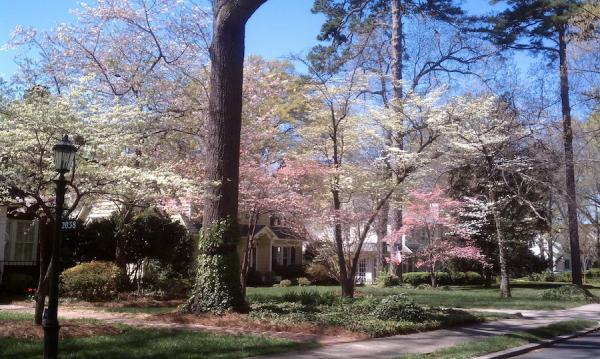 Asheville Tree Service